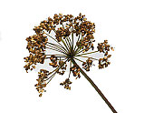 Angelica