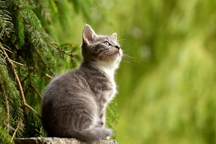 Panleucopenia viral felina