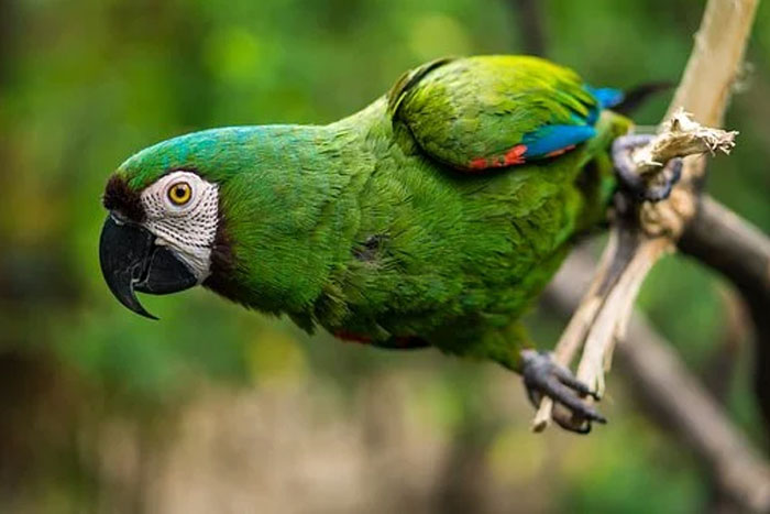 Psitacosis, la enfermedad de los loros