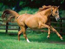 Laminitis