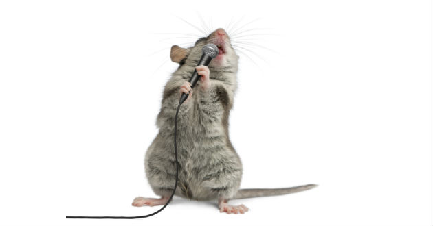 ¿Sabías que los Ratones también cantan?