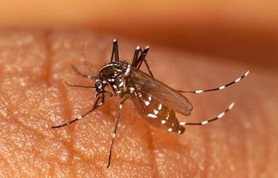 Chikunguña