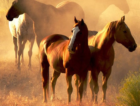 Durina en caballos