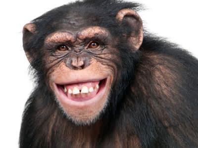 La sonrisa silenciosa de los chimpancés