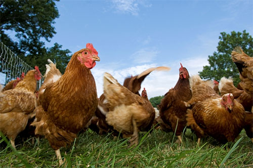 Hallan superbacteria en aves de corral