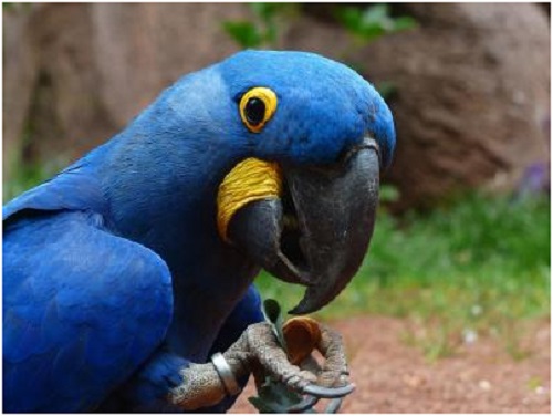 Parásitos en aves, ¿qué alteraciones intestinales provocan?