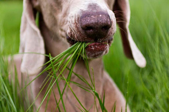 ¿Por qué los perros comen hierba?