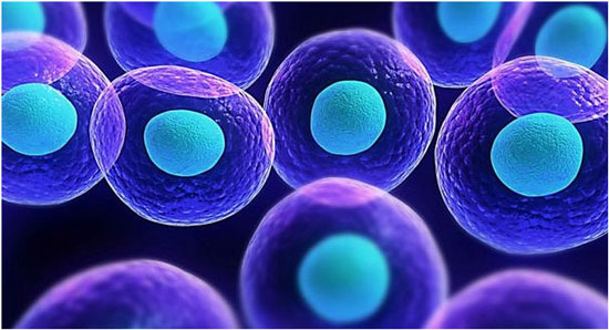 Sorpresa: hallan un nuevo método para rejuvenecer células humanas