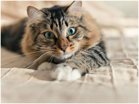 Feromonas de los gatos, ¿cómo las sienten?