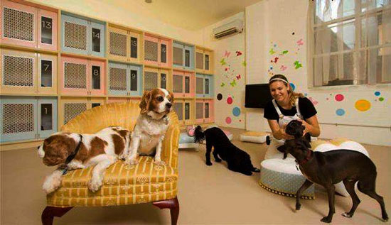 Hotel para perros, ¿cómo elegir bien?