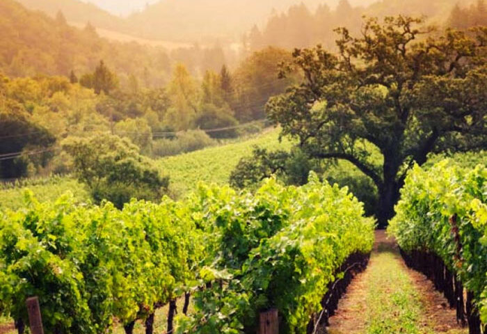 Agricultura biodinámica: la pseudociencia llega a la agricultura