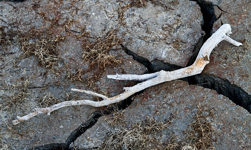 A palo seco