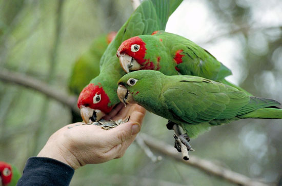 La nutrición de las aves, ¿qué influye en su alimentación?