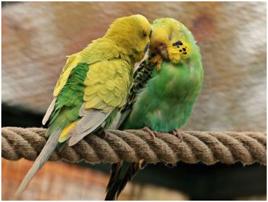 Reproducción de las aves. Cuidados a tener en cuenta