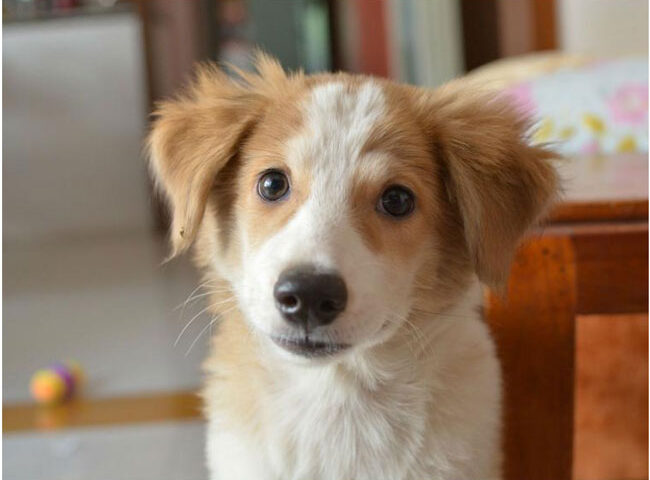 ¿Cómo le presento mi casa al cachorro que acaba de llegar?