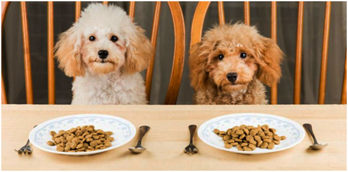 Cómo debe ser la alimentación de nuestro perro en verano
