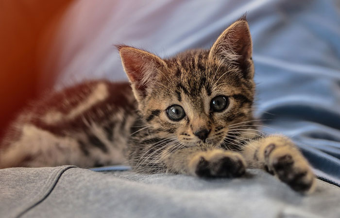 ¿Cómo juegan los gatitos en sus primeras semanas de vida?
