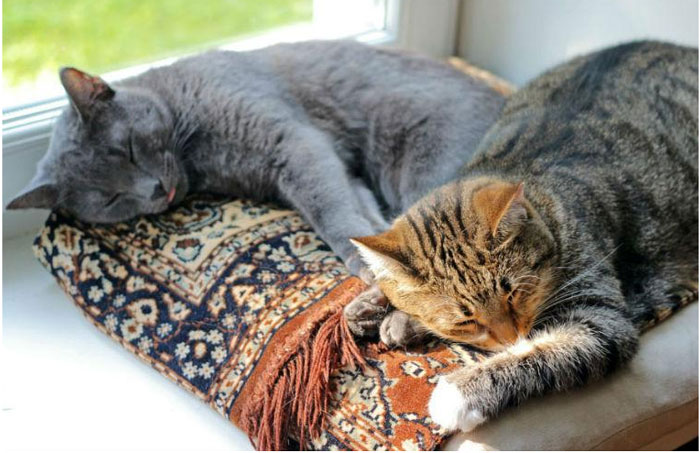 ¿Adopto a un gato macho o a una hembra?