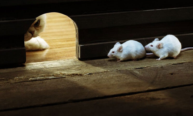 El instinto de caza del gato en la alimentación