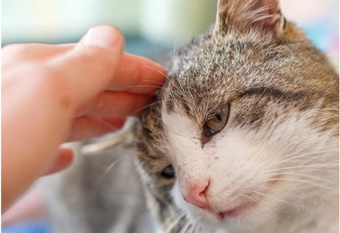 Síntomas de que el gato tiene fiebre