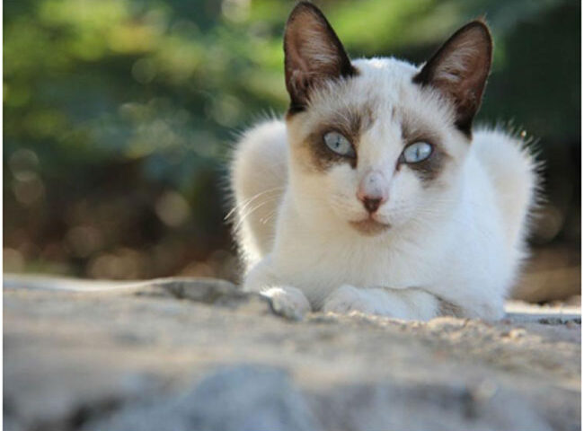 Los poderes ocultos de los gatos