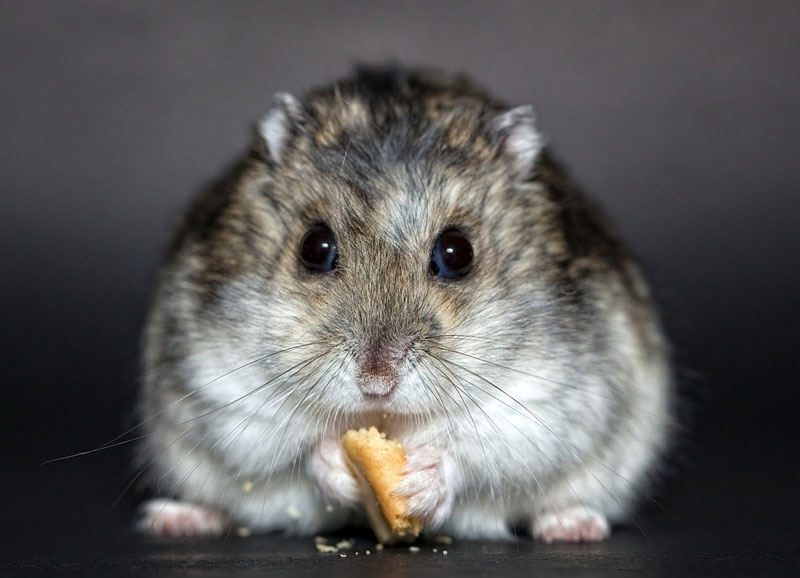 La nutrición de los hámsteres, ¿qué comen?
