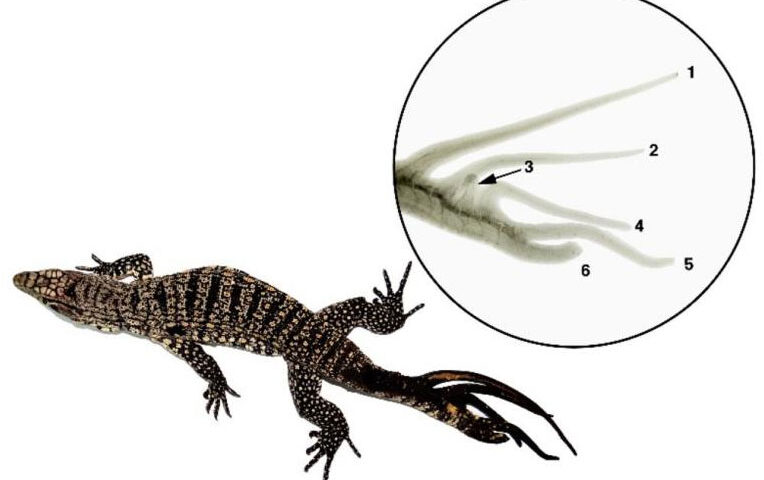 Encuentran un lagarto de seis colas