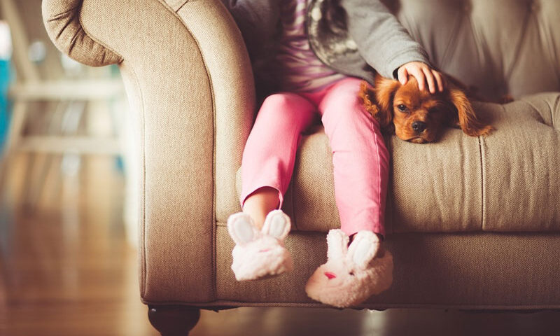 Cómo evitar que el niño le haga daño a la mascota