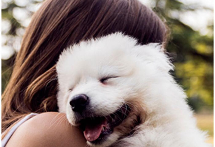 Cómo los perros demuestran que quieren a sus dueños