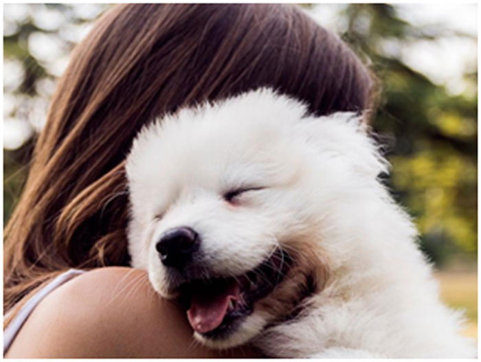 Cómo los perros demuestran que quieren a sus dueños
