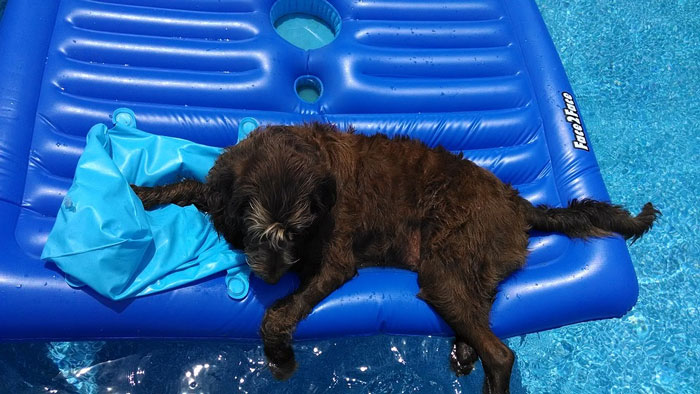 Accesorios para que el perro no tenga calor