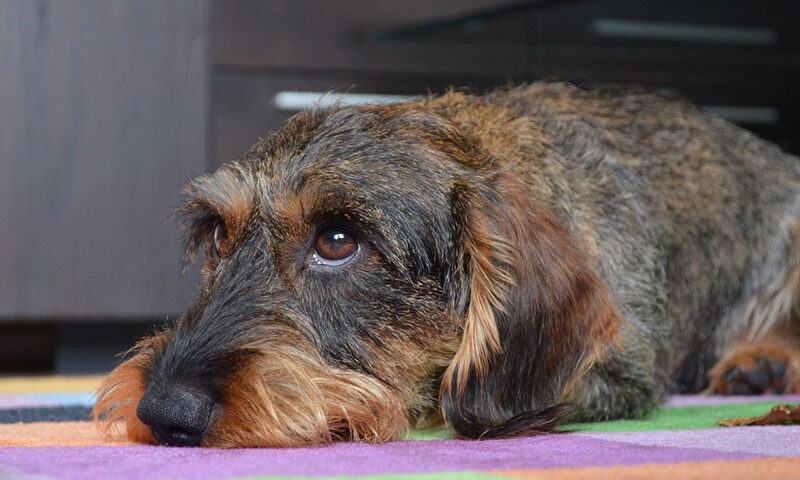 Cáncer: estudian perros para curar tumores