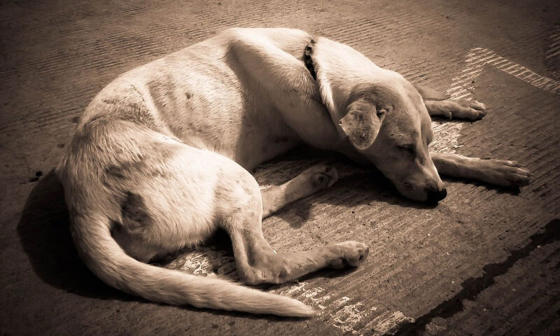 A perro flaco, todo son pulgas