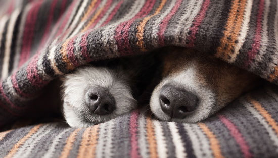 Los perros pasan frío, ¿mito o realidad?