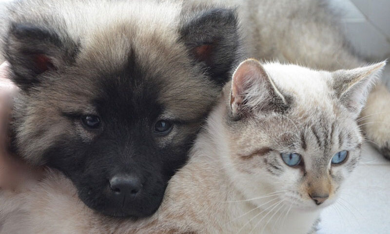 Las ventajas de los antiparasitarios naturales para perros y gatos