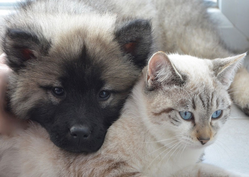 Las ventajas de los antiparasitarios naturales para perros y gatos