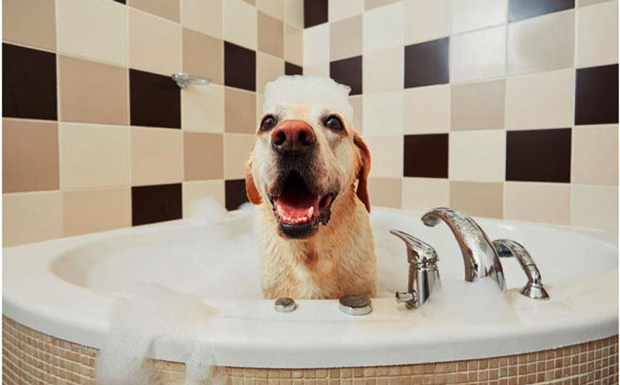 La higiene de tu perro en invierno