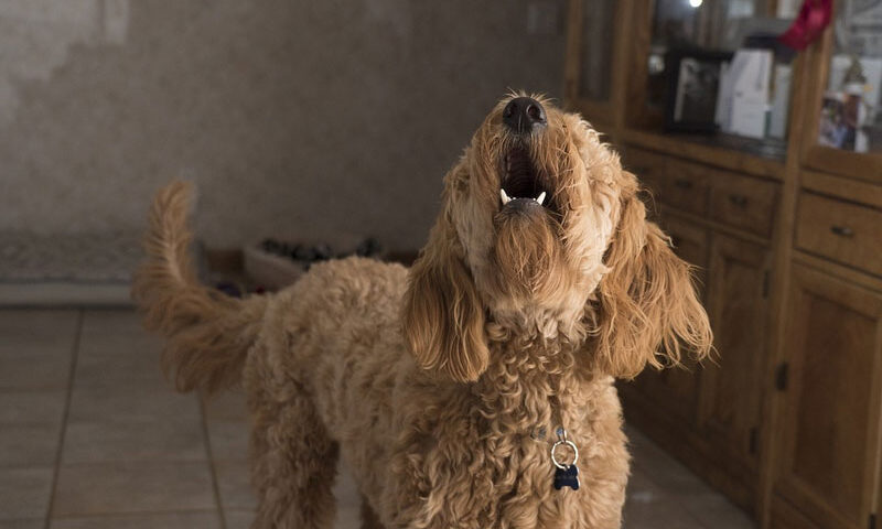 ¿Qué nos dice el perro según el tono y la frecuencia del ladrido?