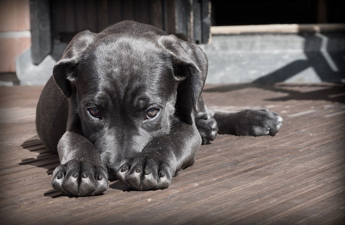 ¿Los perros tienen manías?