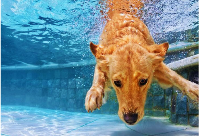 Consejos para llevar a tu mascota a una piscina de perros