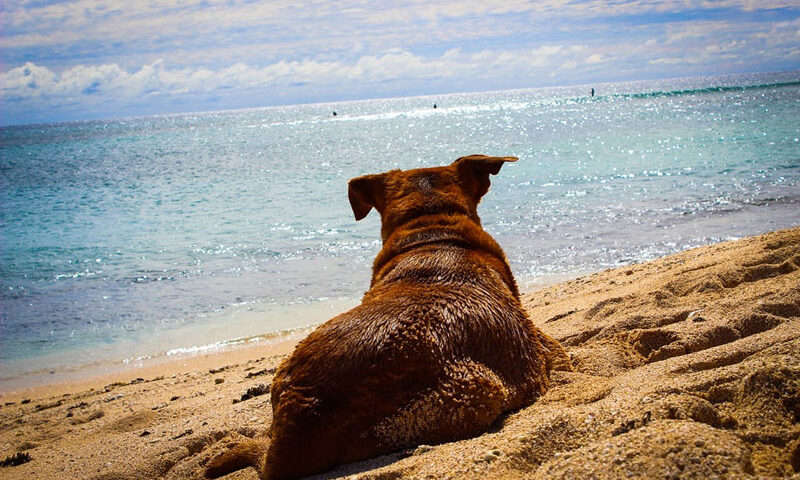 Lo que hay que tener en cuenta si vas con el perro a la playa