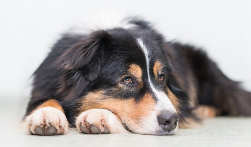 ¿Cuáles son los síntomas de los problemas digestivos en perros?