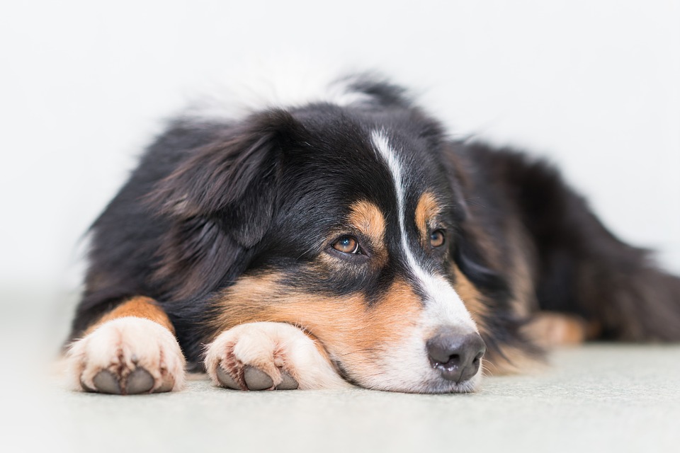 ¿Cuáles son los síntomas de los problemas digestivos en perros?