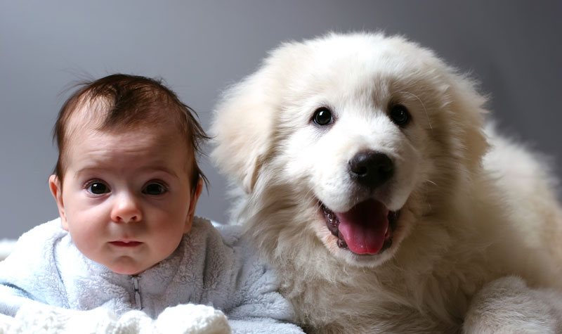 ¡Llega un bebé! Consejos para que el perro se lleve bien con él