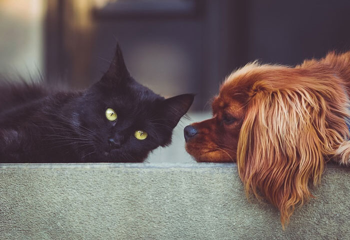 Los perros prefieren las grasas y los gatos los hidratos de carbono