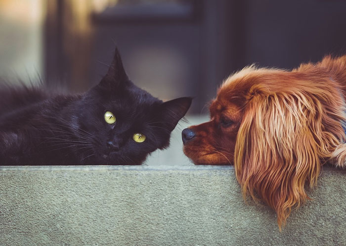 Los perros prefieren las grasas y los gatos los hidratos de carbono