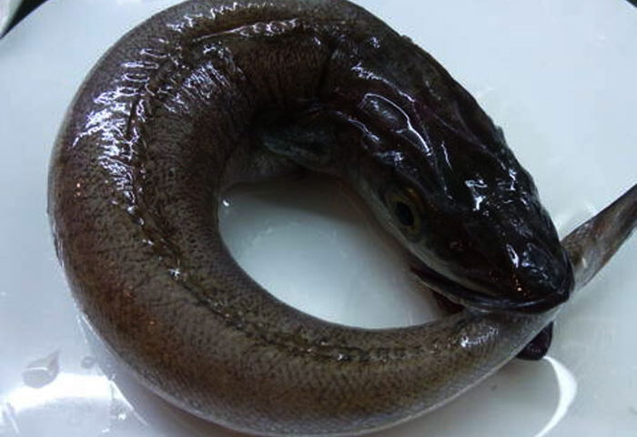 La pescadilla que se muerde la cola