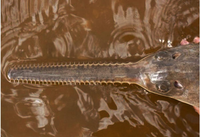 Hallan peces que nacen sin reproducción sexual