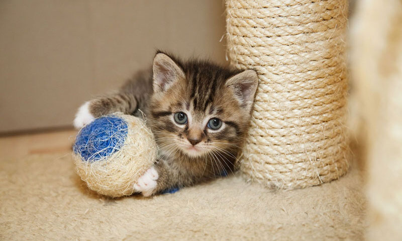 Descubre qué tipos de rascadores para gatos existen y sus beneficios