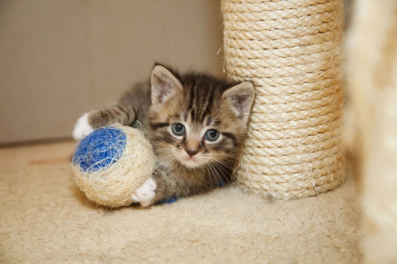 Descubre qué tipos de rascadores para gatos existen y sus beneficios